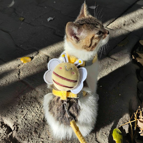 猫咪牵引绳防挣脱外出专用小型犬泰迪比熊胸背带绳子可调节溜猫绳