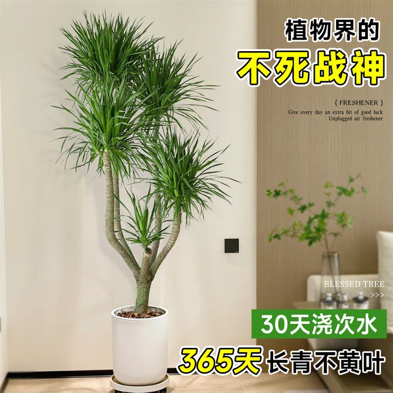 龙须树客厅旺宅绿植大型龙血树树苗盆栽室内大号盆景多头龙铁植物