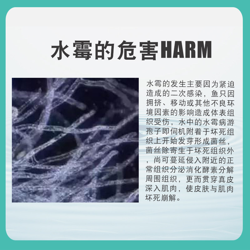 硫醚沙星水产养殖水霉病专治鱼药水霉清白毛病腐皮烂鳃乌龟水霉净