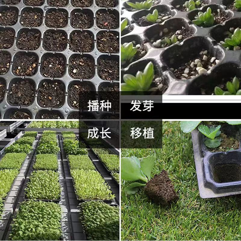 加深高脚育苗盘穴盘草莓月季樱桃林木加厚穴盘21孔32孔50孔育苗盘
