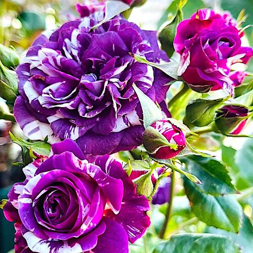 芬芳宝石月季阳台丰花盆栽玫瑰花卉庭院过道地栽花苗有香味抗病好