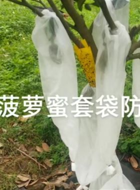 海南万宁市热带水果菠萝蜜袋木凤梨防虫防寒专用一次性两头通套袋