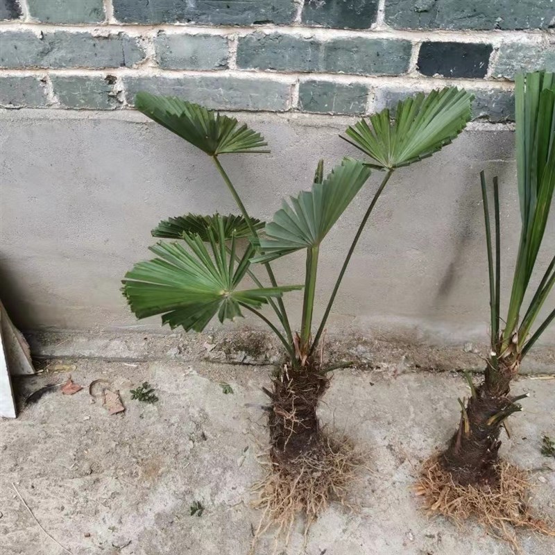 棕树苗棕榈树苗棕榈树扇子树葵蒲扇棕竹苗棕榈大树别墅绿植