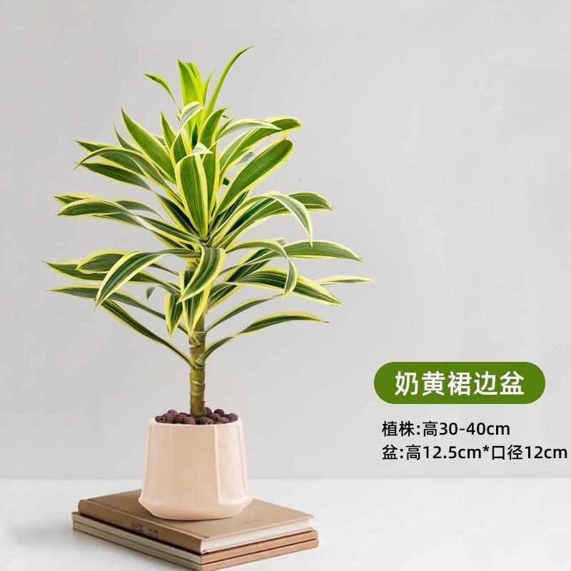 金边百合竹盆栽小苗水培植物室内办公室桌面小绿植美人桩耐阴好养图片