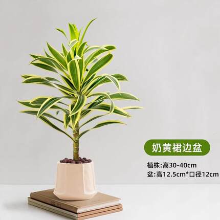 金边百合竹盆栽小苗水培植物室内办公室桌面小绿植美人桩耐阴好养