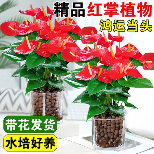 水培红掌盆栽带花大叶白四