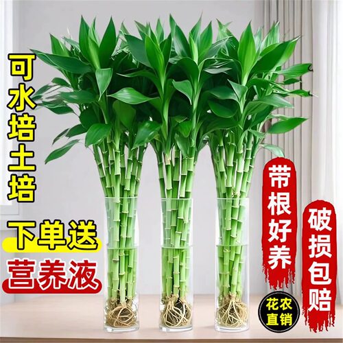 粗杆富贵竹水培植物客厅招