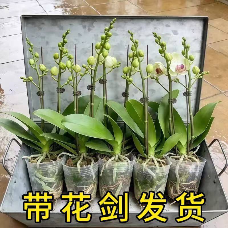 蝴蝶兰带花剑盆栽大苗室内客厅阳台植物花苞年宵花卉
