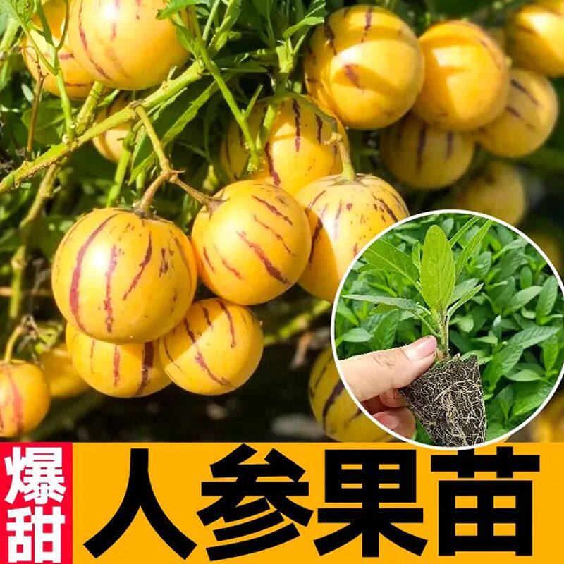 奶香人参果盆栽瓜果树苗盆栽阳台高产南北方四季食用当年结果寿光
