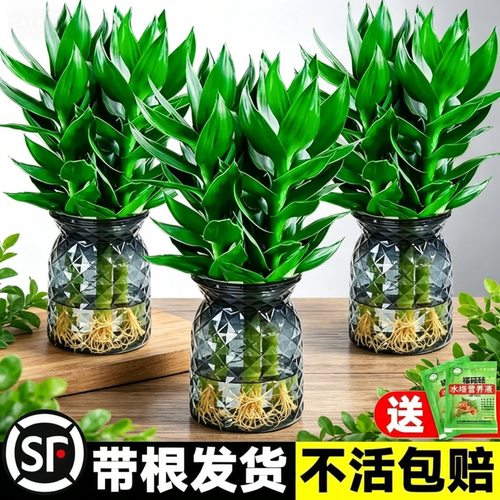 观音竹富贵水培带根绿植室内客厅净化空气盆栽转运竹四季好养花卉