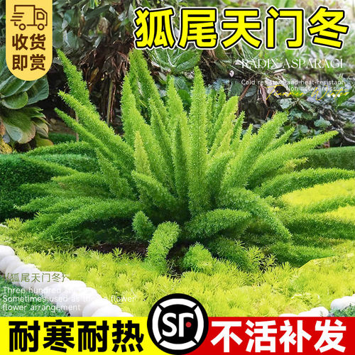 狐尾天门冬盆栽苗阳台庭院