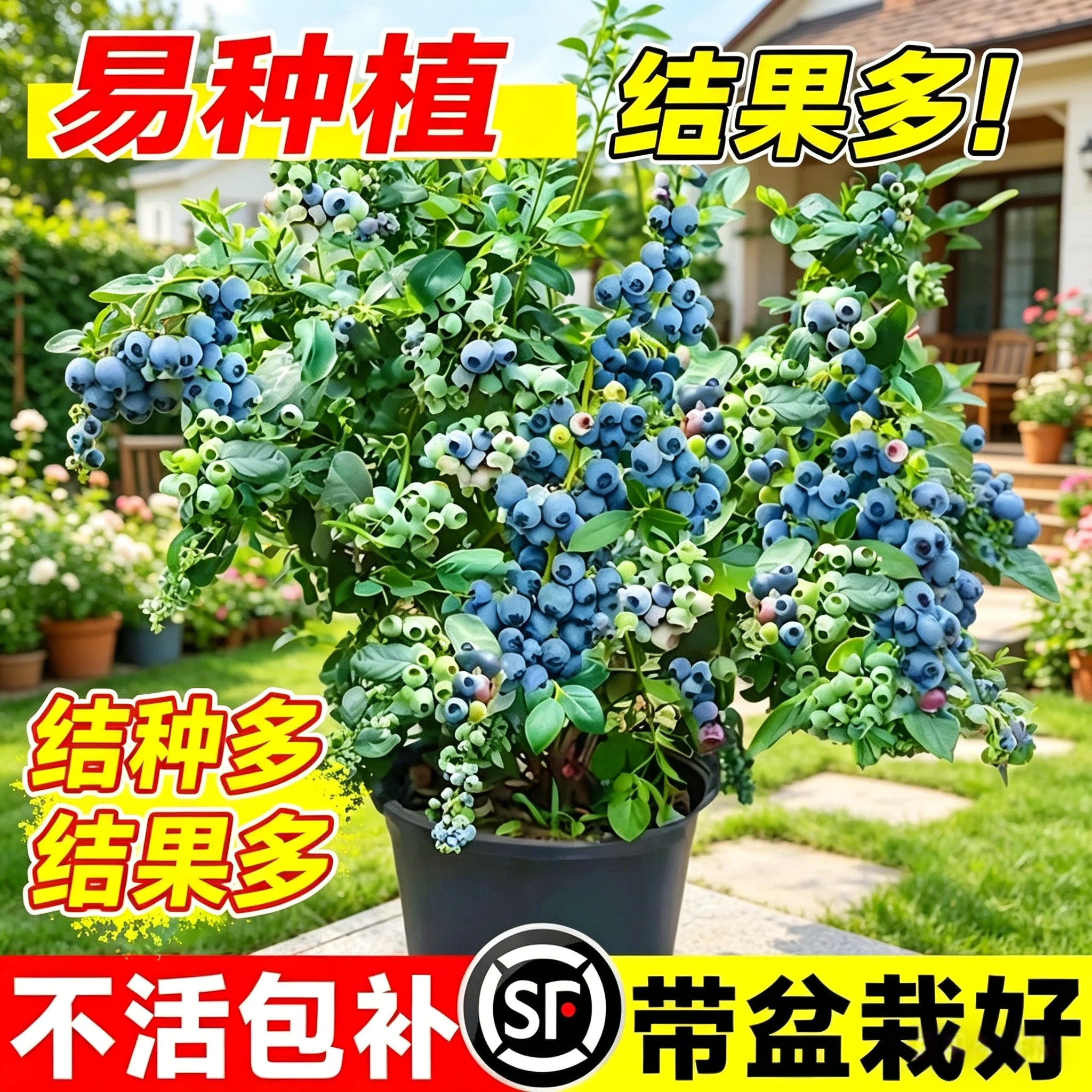 特大蓝莓树果苗盆栽带果发货室内外蓝梅苗地栽阳台四季南北方种植