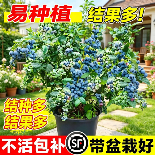 特大蓝莓树果苗盆栽带发货