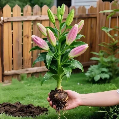 进口香水百合种球带芽大重