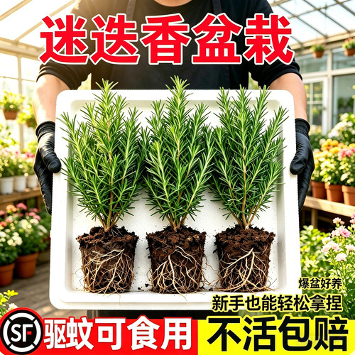 大盆迷迭香栽可食用煎牛排