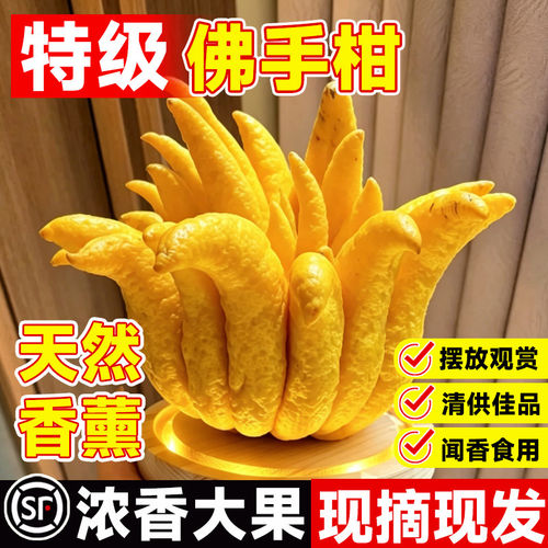 新鲜佛手柑果特大天然香薰
