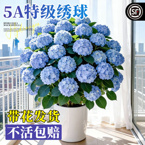 绣球花苗盆栽老桩庭院室内