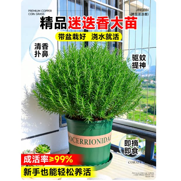 大盆迷迭香盆栽可食用煎牛排用百里香薄荷叶紫苏新鲜香草植物香料