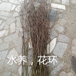 龙柳鲜枝水养雪柳干枝水培植物花瓶真花花束插花树枝干花摆件装饰
