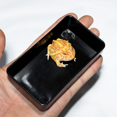 爬虫食盆水盆爬宠箱蜥蜴蛇守宫饲养箱宠物饮水盘角蛙泡澡盆水盆
