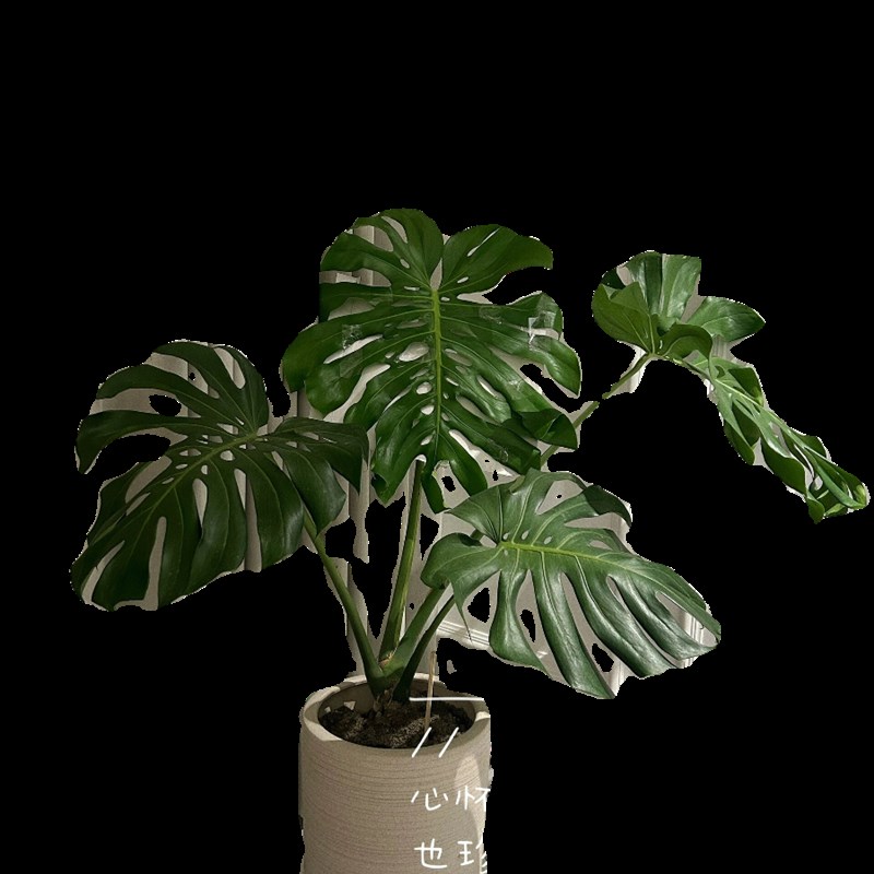 大叶龟背竹老桩造型盆栽大型室内绿植客厅好养植物办公室净化空气