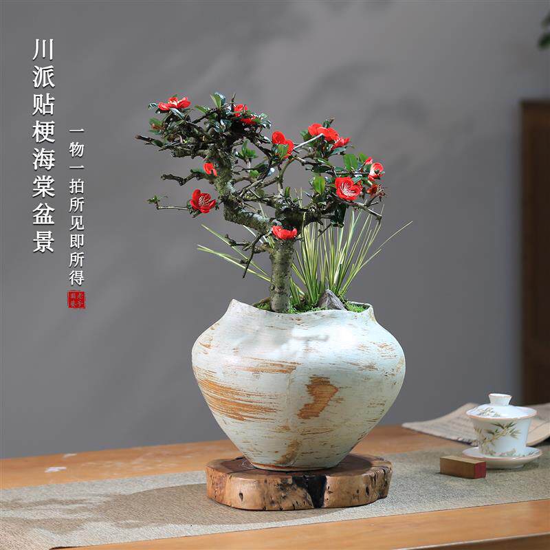川派海棠花盆景一物一拍带盆室内盆栽阳台木本花卉开花贴梗海棠