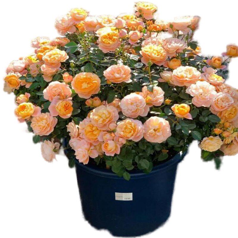 灌木月季果汁阳台玫瑰花盆栽花卉植物室内花庭院露台四季开花浓香