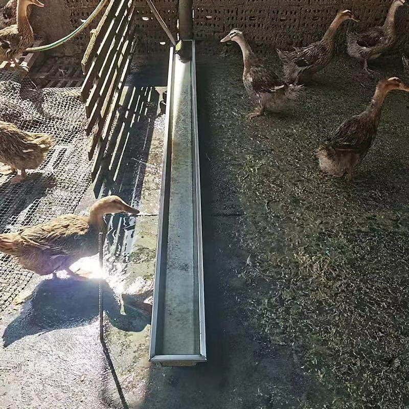 不锈钢材质鸭子水槽鹅用水槽食槽鸡场干料槽家禽喂水槽鸡鸭鹅专用
