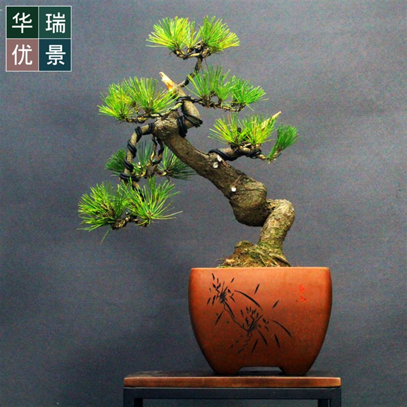 低价造型黑松盆景老桩松柏盆栽四季常青植物居家办公绿植 年货礼