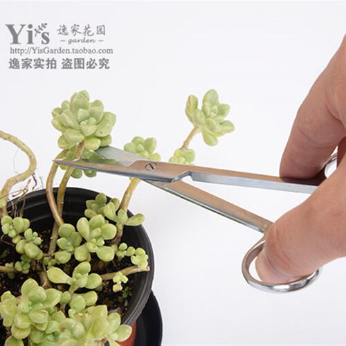 逸家花园多肉砍头扦插修根造型剪子园艺花卉绿植修枝不锈钢剪刀