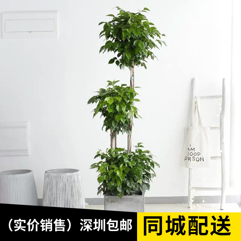 绿宝幸福树三层步步高喜阳绿植 深圳同城专车配送 花木兰绿植到家