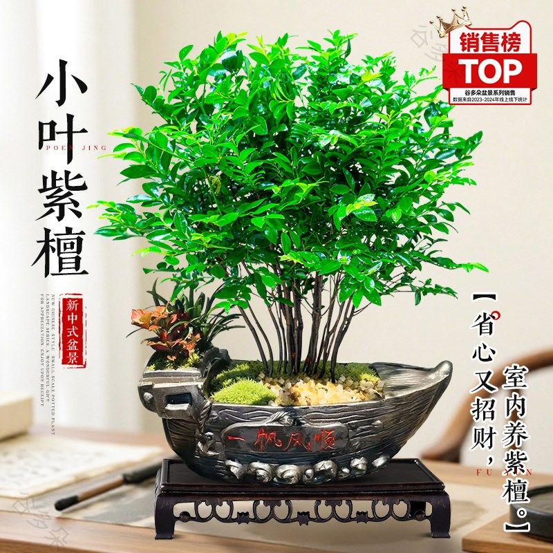紫檀盆栽小叶客厅桌面绿植黑骨茶室内书房好养活植物中式茶桌盆景图片