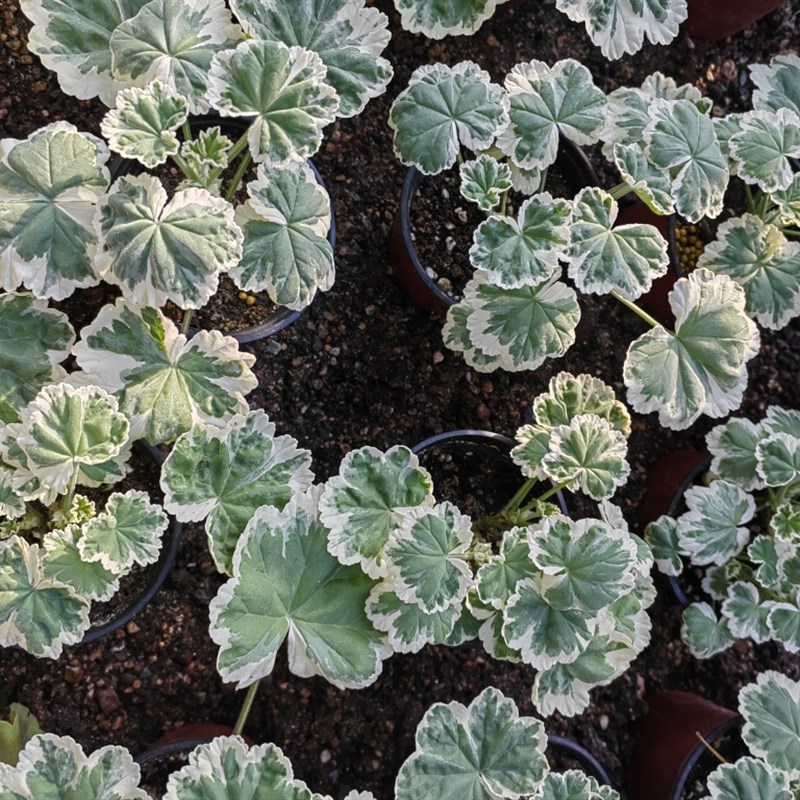 天竺葵6厘米小苗,怕热夏季快递易挂掉,停发,秋天再来图片