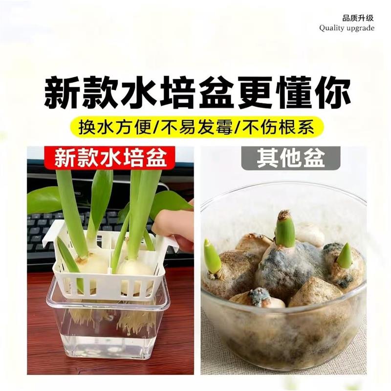 郁金香水培器皿花盆花瓶专用盆葡萄风信子瓶大水仙花桌面方便换水图片