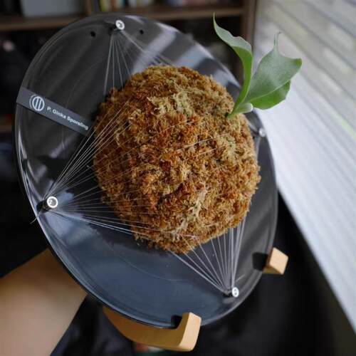 鹿角蕨蕨类蝴蝶兰花多肉植物黑胶唱片桌面种植装饰板悬挂板上墙板