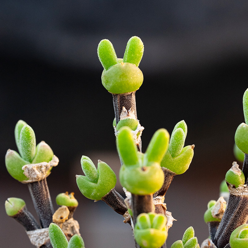 枝干兔子 Dicrocaulon ramulosum 多肉植物一物一拍 枝干番杏糖球