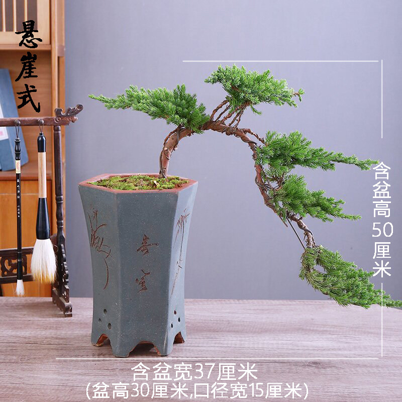 迎客松盆景真树盆景玄关室内客厅办公桌面小盆栽摆件四季常青植物