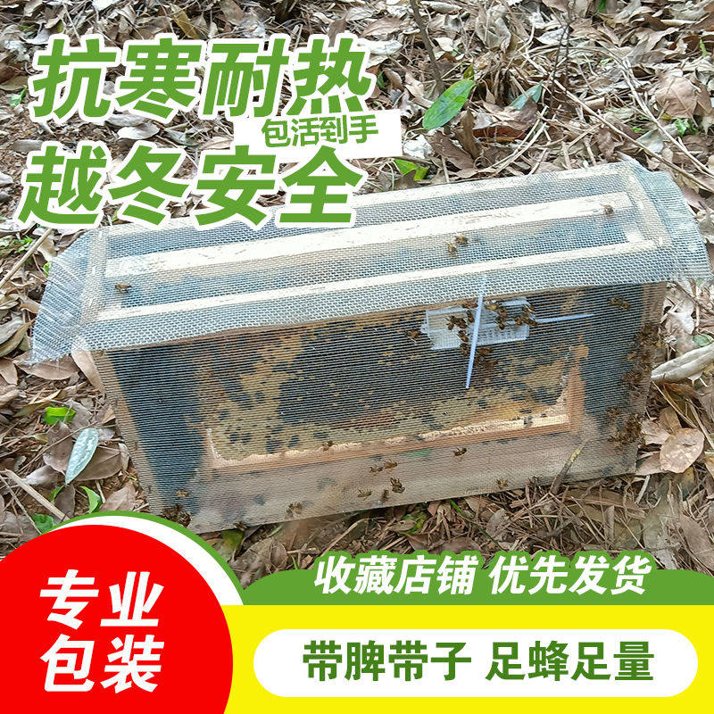 中蜂蜂群带王蜜蜂蜂群养殖带子脾阿坝中蜂带蜂箱中华土蜂活体出售