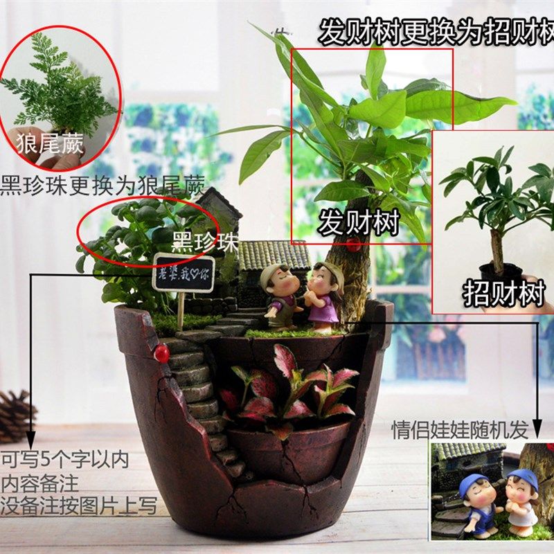 创意苔藓微景观盆栽室内diy植物办公室桌面生日礼物绿植好养活