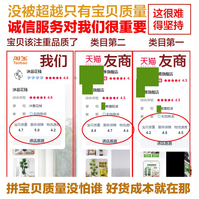 福禄桐盆栽大型绿植室内客厅落地大号植物羽圆叶禄植好养轻奢造型