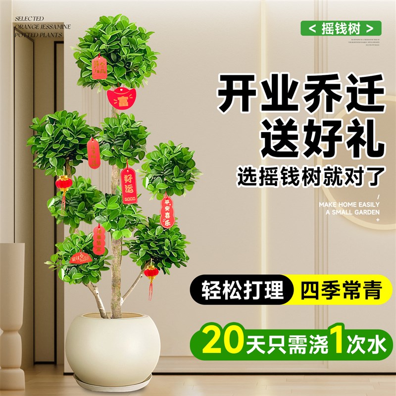 摇钱树盆栽金钱榕办公室大型发财树乔迁之喜室内客厅绿植招财榕树