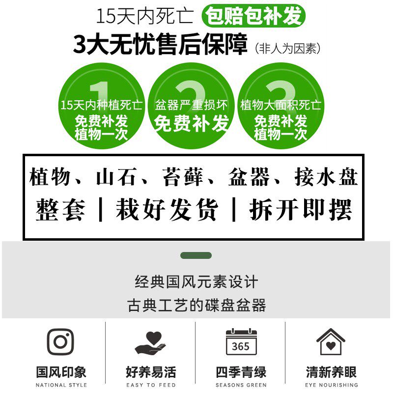 九里香树桩盆景绿植办公室内桌面植物七里香花卉四季好养餐桌盆栽