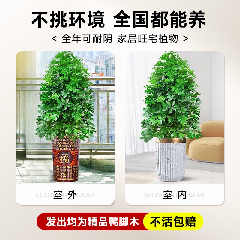 鸭脚木盆栽客厅大型绿植物八方来财室内掌木七叶莲发招财树苗盆景
