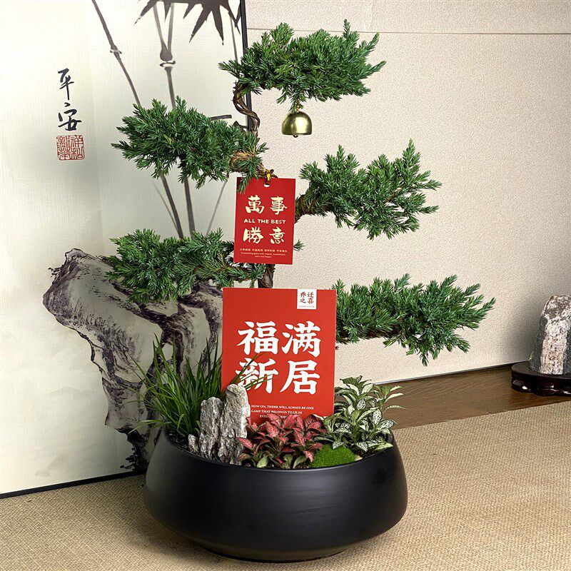 五层塔松盆栽送导师放青松绿植乔迁开业礼物不老松真盆景室内植物