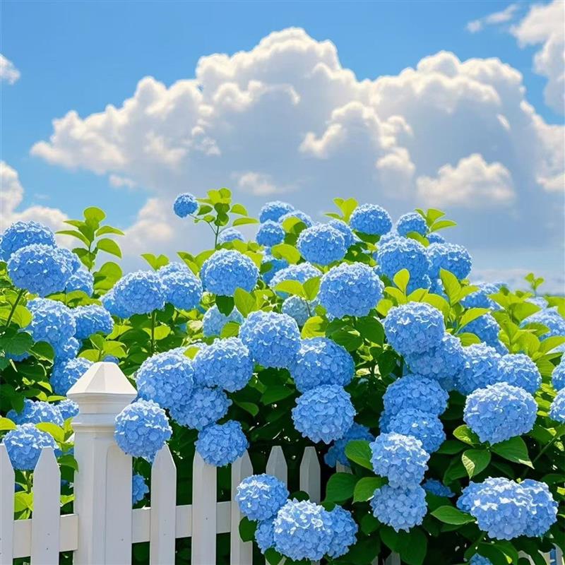 高端花卉贝拉安娜无尽夏圆锥绣球大花苗别墅庭院花园植物四季耐寒