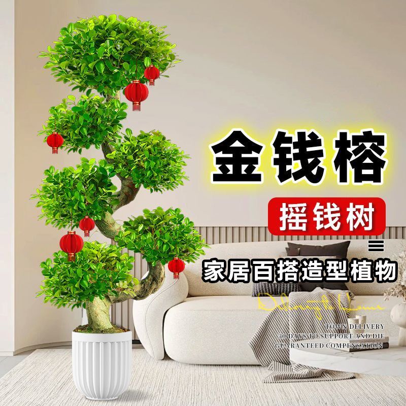 金钱榕S造型榕树老桩盆景客厅招财绿植室内大型盆栽摇钱树好养活
