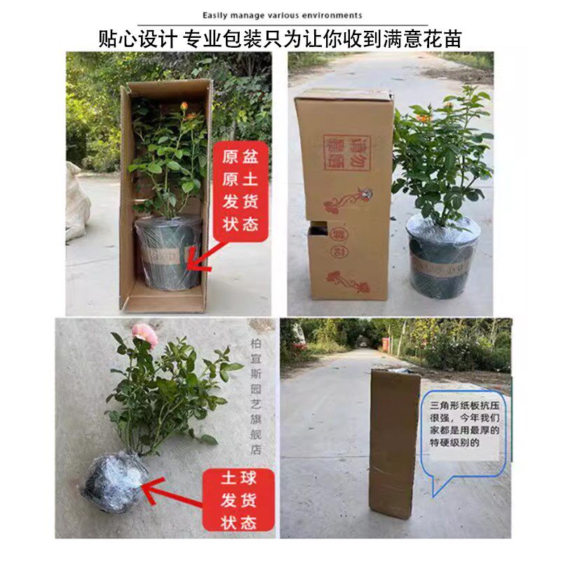 草莓杏仁饼月季花盆栽灌木大苗四季开花阳台多头包子型桃粉色微香