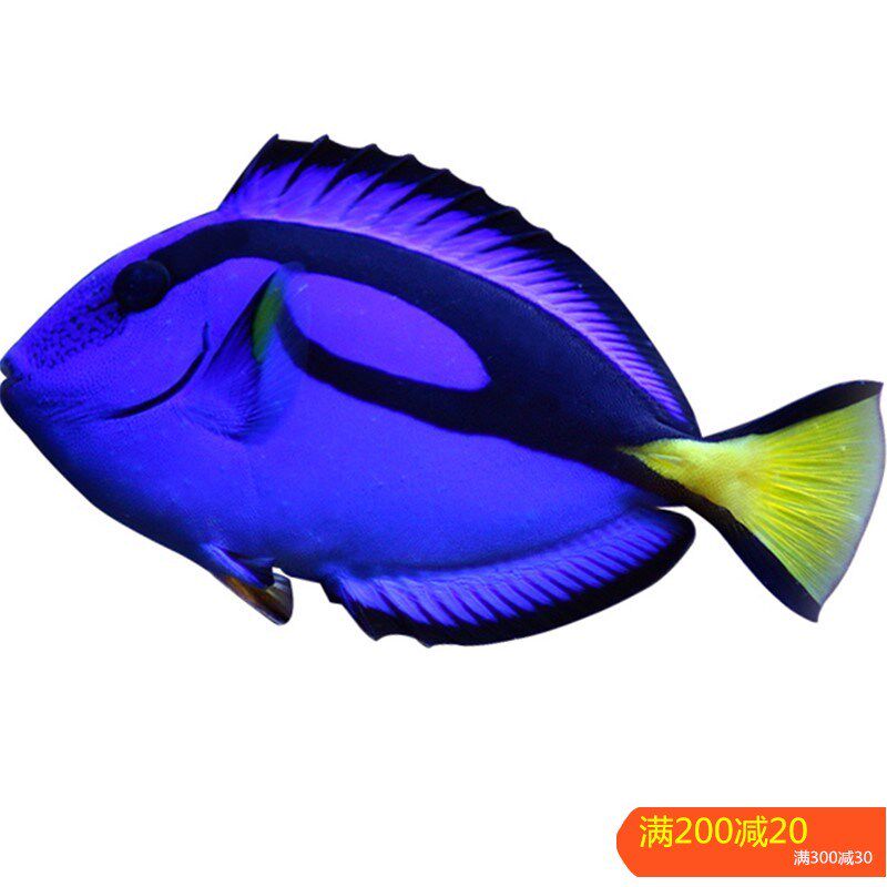蓝吊粉蓝七彩吊蓝海水鱼天狗吊海水观赏鱼金毛观赏鱼活体小丑鱼活