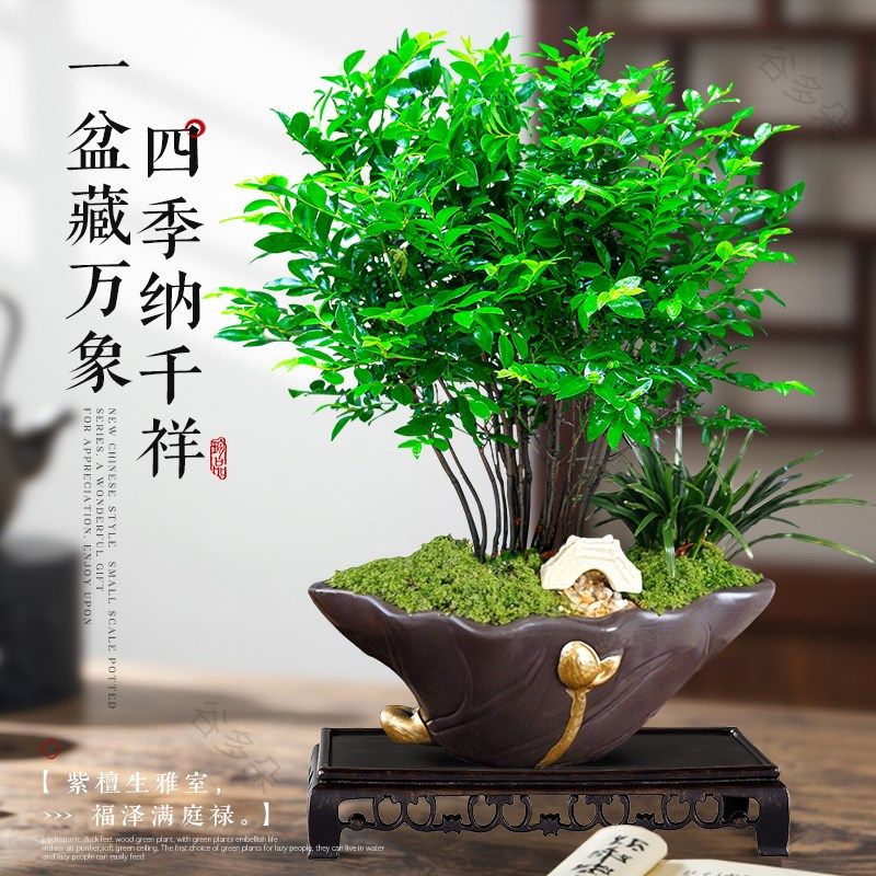 紫檀盆栽小叶客厅桌面绿植黑骨茶室内书房好养活植物中式茶桌盆景