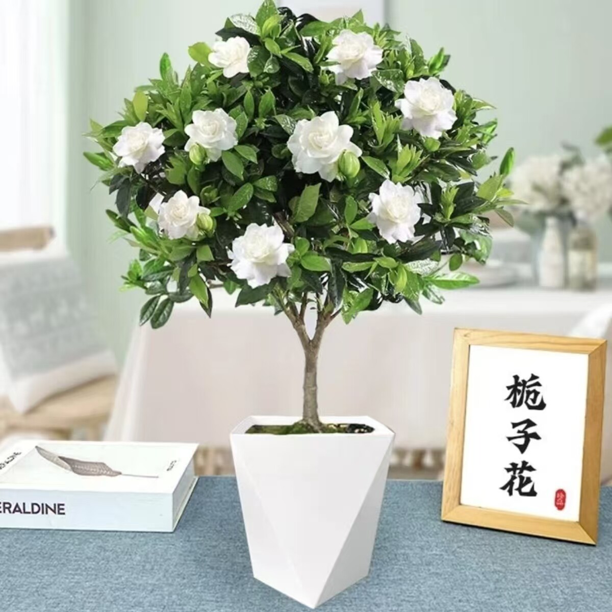 独杆老桩大叶牡丹型棒棒糖栀子花60-70cm盆栽花卉植物带花苞阳台